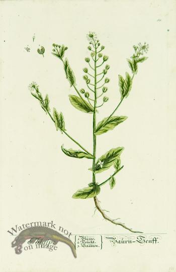 Blackwell German 252